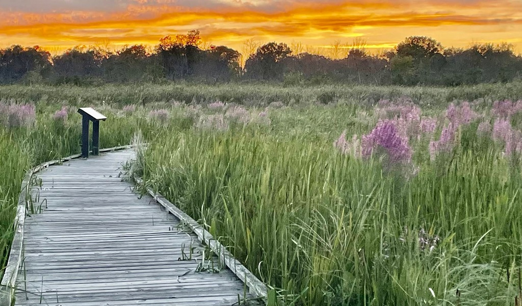 Kohler-Andrae State Park Boardwalk Trail Boardwalk trail through dunes at Kohler-Andrae State Park