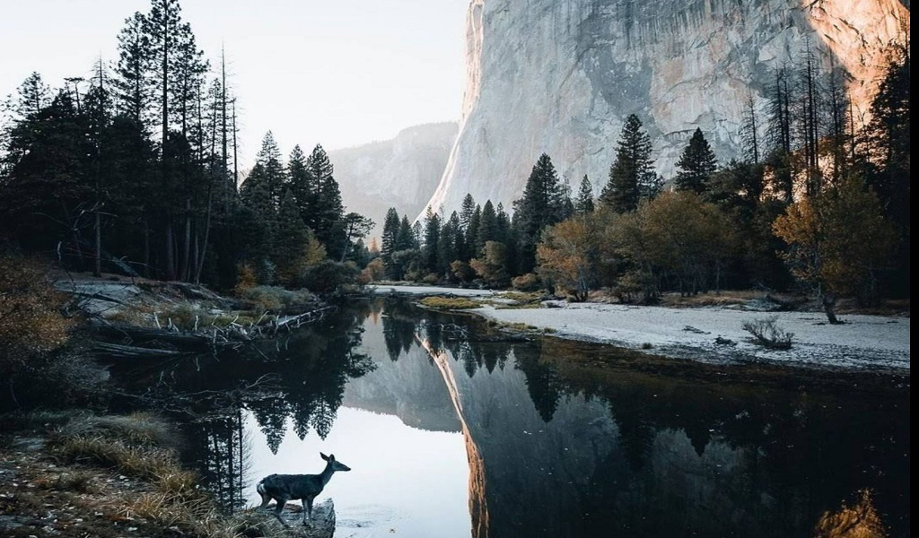 Family-Friendly Yosemite Walk : Family-friendly walking area in Yosemite National Park